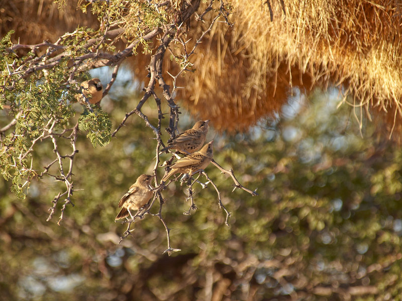 Weaver bird, Kalahari